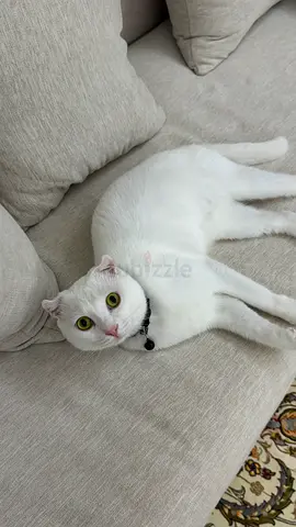 Scottish Fold Cat for adoption