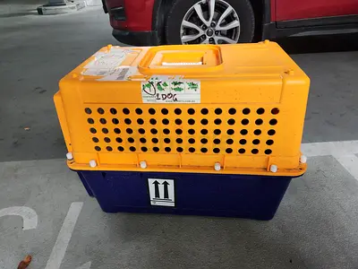 Dogs and cats carriers for air travel