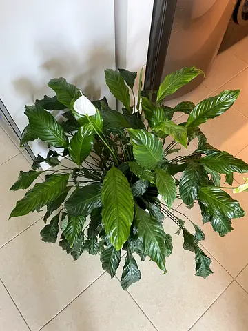 Mature Peace Lily | 100cm | Healthy and Blooming | 220AED