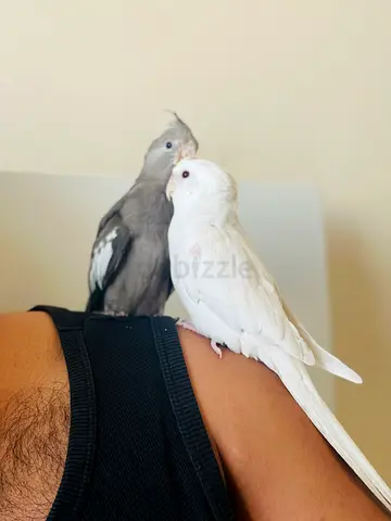 Pair of Tame Cockatiels — White and Grey,