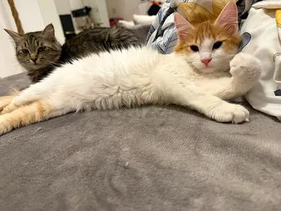 Kitten for free adoption