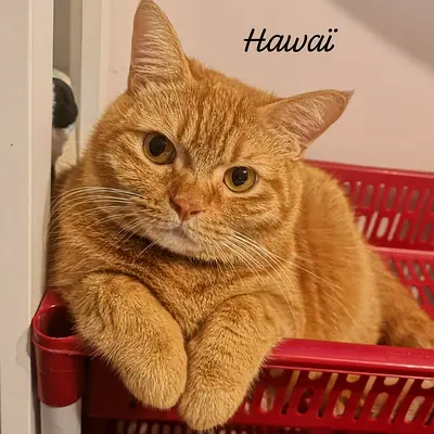 Young Friendly Ginger Cat - Indoor, Vaccinated