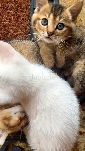 Kittens for adoptions