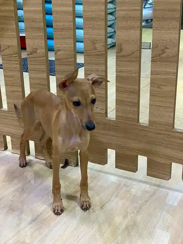 Young female Italian Greyhound / Miniature Pinscher mix - friendly, vaccinated