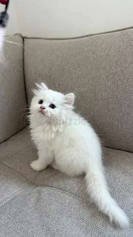 Fluffy   Himalayan Kittens Available