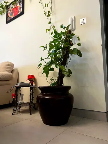 Plant for sale
