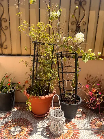 2 potted bougainvillea plants (pink and white) and 1 outdoor candle holder