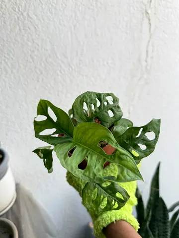 Plants
