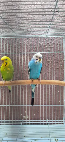 Breeding budgies