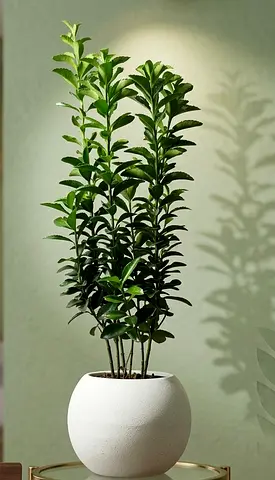 Indoor real plants