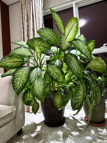 Healthy Dieffenbachia Plant Indoor