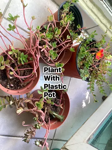 Plant