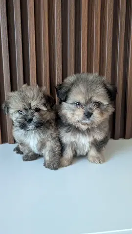 Adorable Shiranian Puppies (Shih Tzu x Pomeranian Mix) – Ready for a Loving Home!