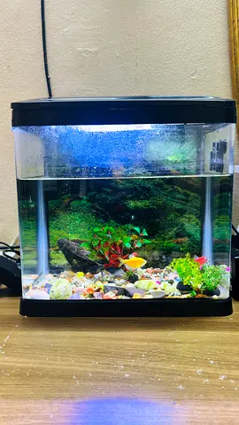 Beautiful aquarium setup available!