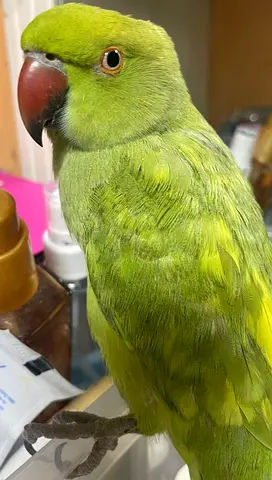 عصفور الدرة