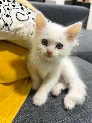 Friendly white kitten looking for a new loving home