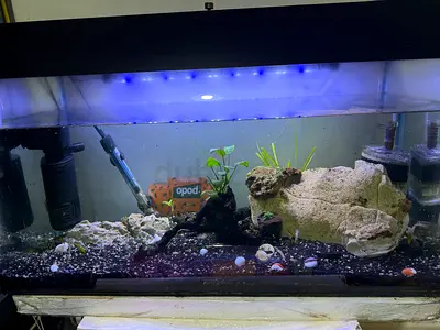 120cm Aquarium Tank with Lighting, Filter and Decorations