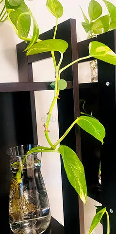 Golden Pothos For sale glass jar