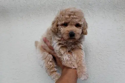 7-week-old Toy Poodle mix puppy — friendly, small, cream