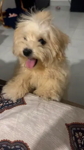 Maltese puppy 6 months old in Rak