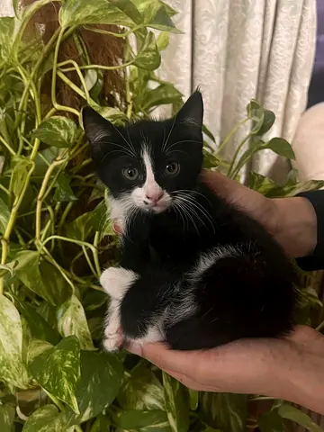 Kitten for adoption boy stray