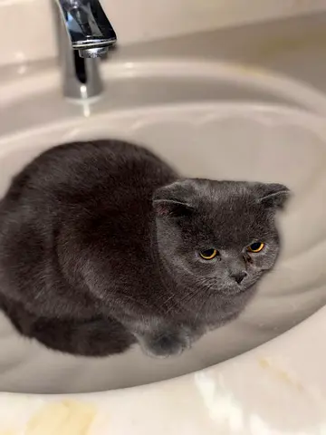 Pet for free adoption