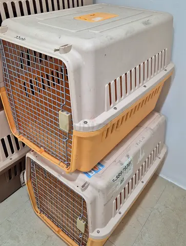 Cats and dogs carriers for air travel