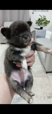 Teacup chihuahua rare colour