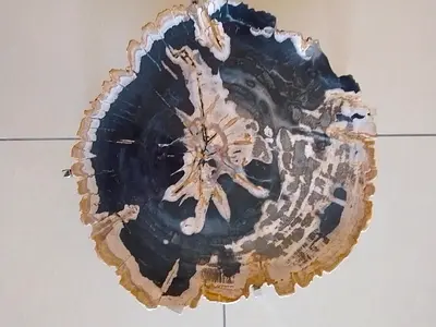 Polished Petrified Wood Slice — Decorative Fossil Display Piece