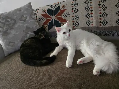 For free For adoption