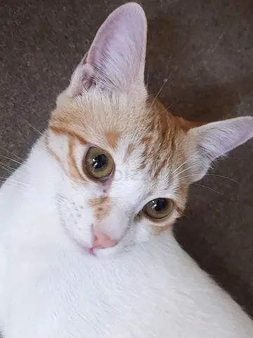 Free Cat For Adoption