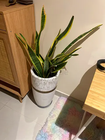 Healthy Snake Plant (Sansevieria) in Decorative Pot — Ready to Move
