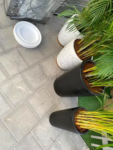 Selling plants 4 for sale