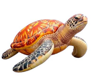 Realistic Large Sea Turtle Inflatable - Good Condition (2.5Meter Long)