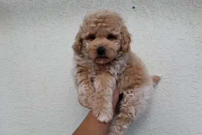 Small fluffy apricot Poodle mix puppy — friendly and vaccinated