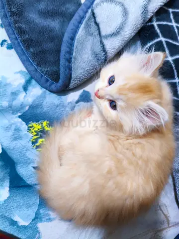 Persian kitten