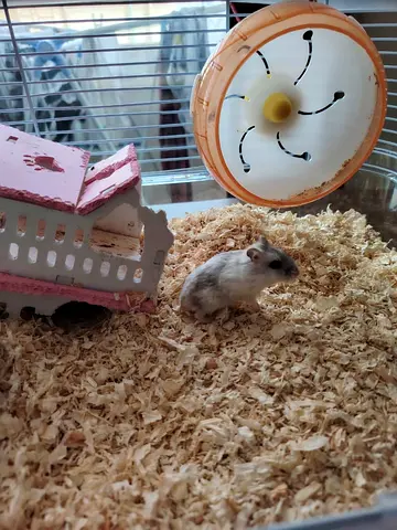 Dwarf hamster cage accessories - immediate