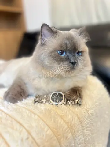 Pet for free / adoption