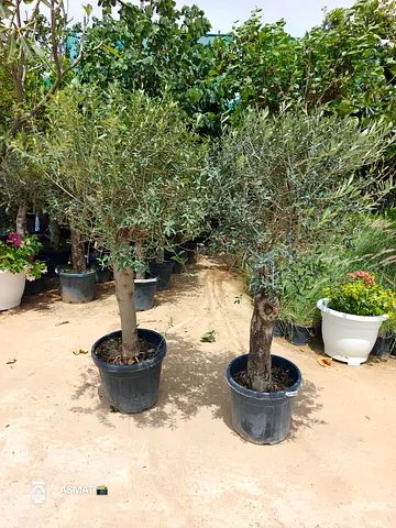 Olive Trees