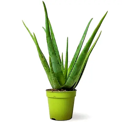 plants
