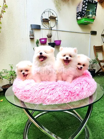 Pomeranian puppies