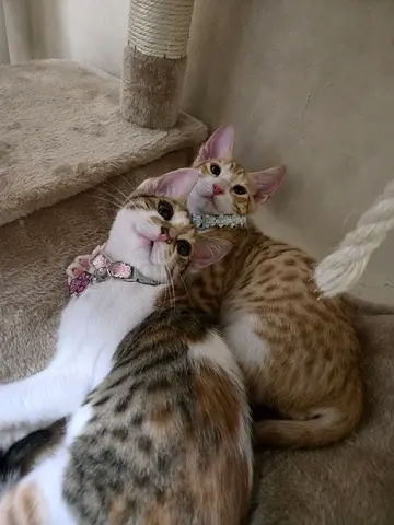Bonded sibling cats for adoption