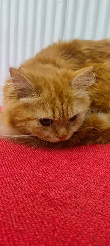 (For Free) Female Cat