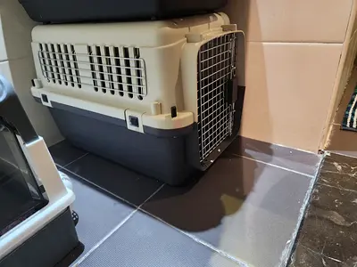 Used plastic pet carrier / travel crate (medium)