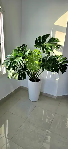 Large monstera in tall pot 140cm