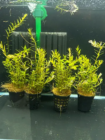 Aquaplants green rotala