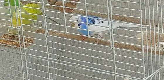 Breeding Pair of Budgies