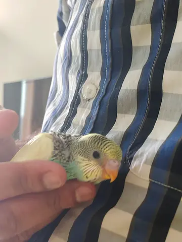 Young Budgie / Parakeet - Hand Tame and Healthy