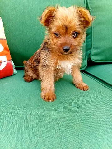 CUTE LITTLE MINI YORKSHIRE PUPPIES LOOKING FOR NEW HOME