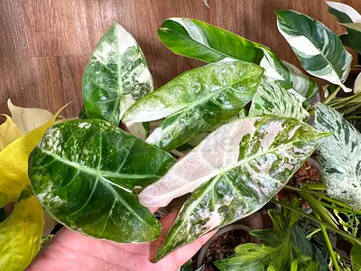 Alocasia pink dragon variegated.  AED350/-. Pickup near financial center metro. Delivery can be arra